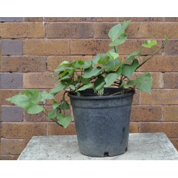 Sweet Potato (Ipomoea batatas) 'Northern Star' (POTTED)