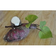 Sweet Potato (Ipomoea batatas) - Northern Star as Propagation Material