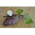 Sweet Potato (Ipomoea batatas) - Northern Star as Propagation Material