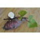 Sweet Potato (Ipomoea batatas) - Northern Star (POTTED) Sweet Potato (Ipomoea batatas) - Northern Star (POTTED)