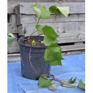 Sweet Potato (Ipomoea batatas) - Northern Star (POTTED)