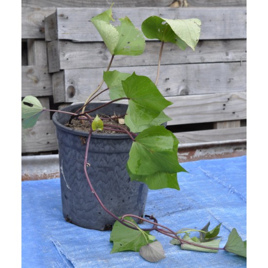 Sweet Potato (Ipomoea batatas) - Northern Star (POTTED) Sweet Potato (Ipomoea batatas) - Northern Star (POTTED)