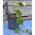 Sweet Potato (Ipomoea batatas) - Northern Star (POTTED)