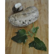 Sweet Potato (Ipomoea batatas) White as Propagation Material