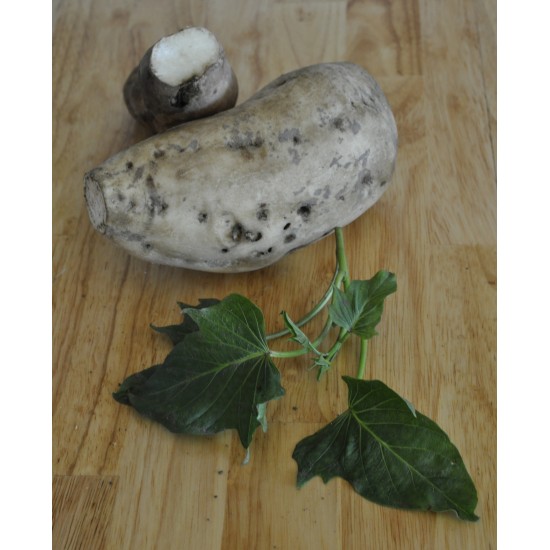 Sweet Potato (Ipomoea batatas) White as Propagation Material Sweet Potato (Ipomoea batatas) White as Propagation Material