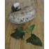 Sweet Potato (Ipomoea batatas) White as Propagation Material