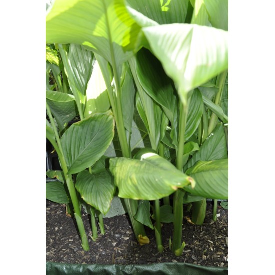 Culinary Turmeric (Curcuma longa) in 90 mm Bottomless Pot