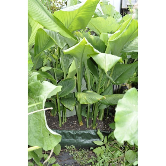 Culinary Turmeric (Curcuma longa) in 90 mm Bottomless Pot