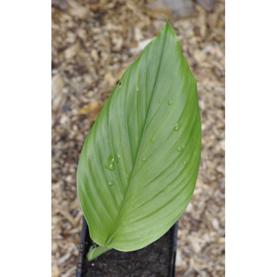 Culinary Turmeric (Curcuma longa) in 90 mm Bottomless Pot