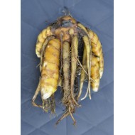 Culinary Turmeric (Curcuma longa) Rhizome Clump
