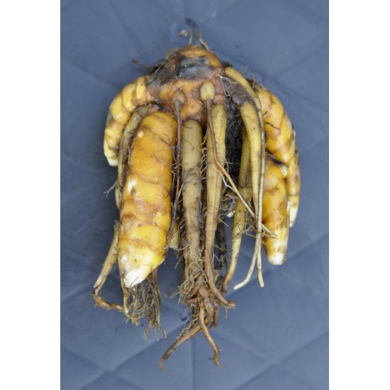 Culinary Turmeric (Curcuma longa) Rhizome Clump Culinary Turmeric (Curcuma longa) Rhizome Clump