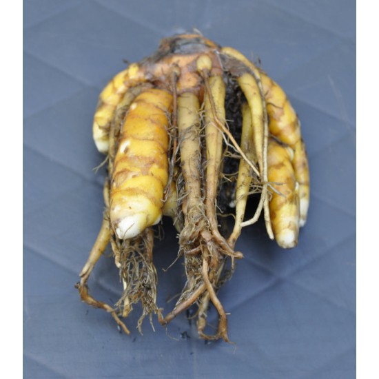 Culinary Turmeric (Curcuma longa) Rhizome Clump Culinary Turmeric (Curcuma longa) Rhizome Clump