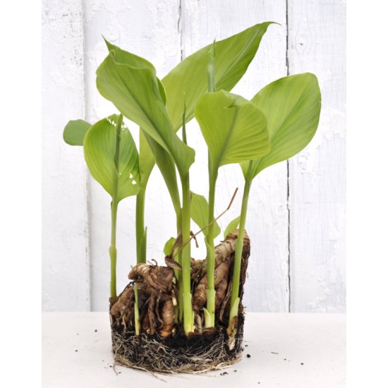Culinary Turmeric (Curcuma longa) Rhizome Clump in a Bucket (One-Off)