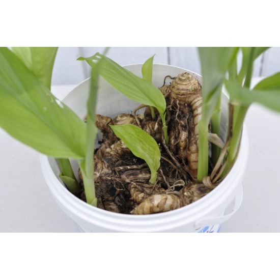 Culinary Turmeric (Curcuma longa) Rhizome Clump in a Bucket (One-Off)