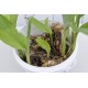 Culinary Turmeric (Curcuma longa) Rhizome Clump in a Bucket (One-Off)