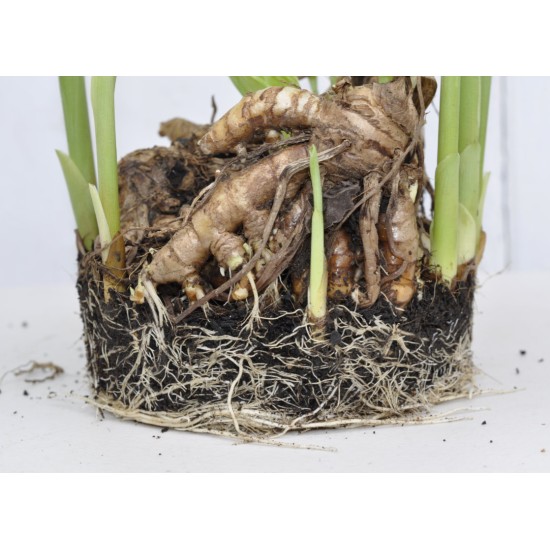 Culinary Turmeric (Curcuma longa) Rhizome Clump in a Bucket (One-Off)