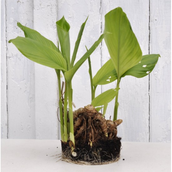 Culinary Turmeric (Curcuma longa) Rhizome Clump in a Bucket (One-Off)