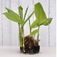 Culinary Turmeric (Curcuma longa) Rhizome Clump in a Bucket (One-Off)