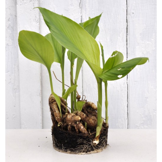 Culinary Turmeric (Curcuma longa) Rhizome Clump in a Bucket (One-Off)