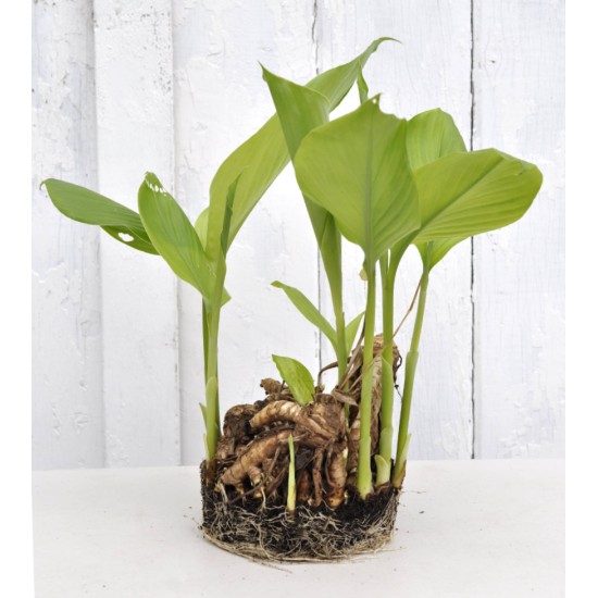 Culinary Turmeric (Curcuma longa) Rhizome Clump in a Bucket (One-Off)