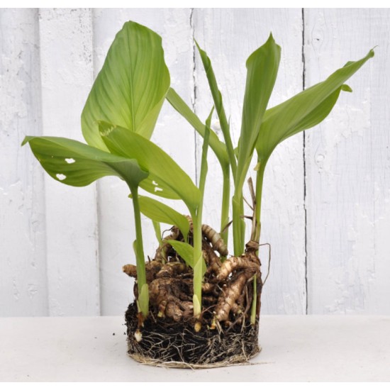 Culinary Turmeric (Curcuma longa) Rhizome Clump in a Bucket (One-Off)