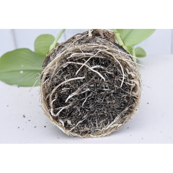 Culinary Turmeric (Curcuma longa) Rhizome Clump in a Bucket (One-Off)