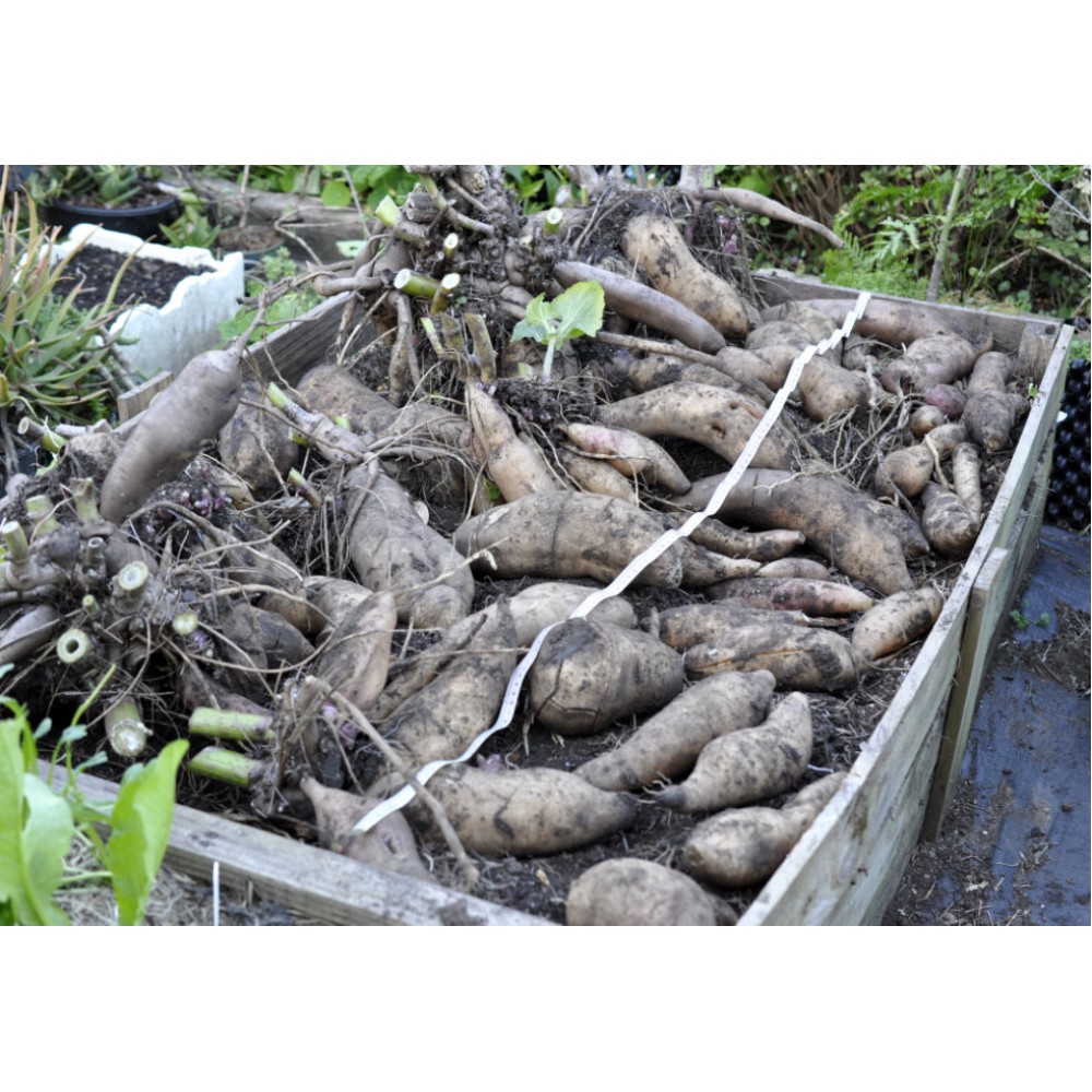 Ground Appole Yacon (Peruvian Ground Apple) (Smallanthus sonchifolius) as Propagation ...