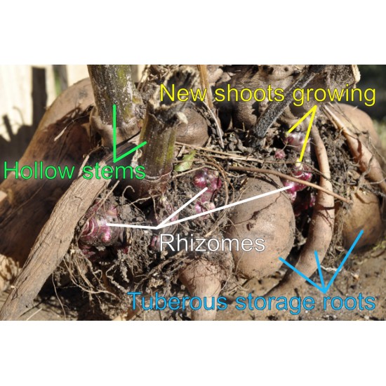 Yacon (Peruvian Ground Apple) (Smallanthus sonchifolius) as Propagation Material Yacon (Peruvian Ground Apple) (Smallanthus sonchifolius) as Propagation Material