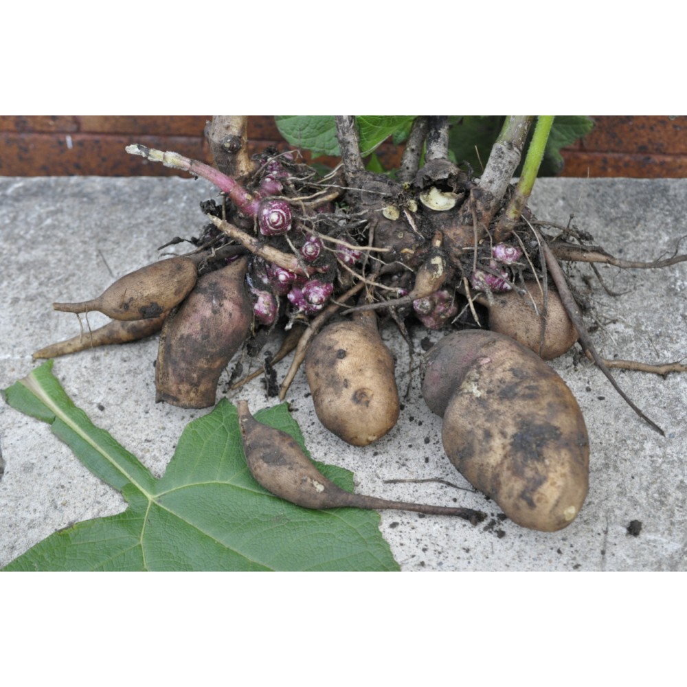 Ground Appole Yacon (Peruvian Ground Apple) (Smallanthus sonchifolius) Rhizome Clumps