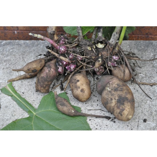 Yacon (Peruvian Ground Apple) (Smallanthus sonchifolius) as Propagation Material Yacon (Peruvian Ground Apple) (Smallanthus sonchifolius) as Propagation Material