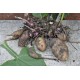 Yacon (Peruvian Ground Apple) (Smallanthus sonchifolius) as Propagation Material Yacon (Peruvian Ground Apple) (Smallanthus sonchifolius) as Propagation Material