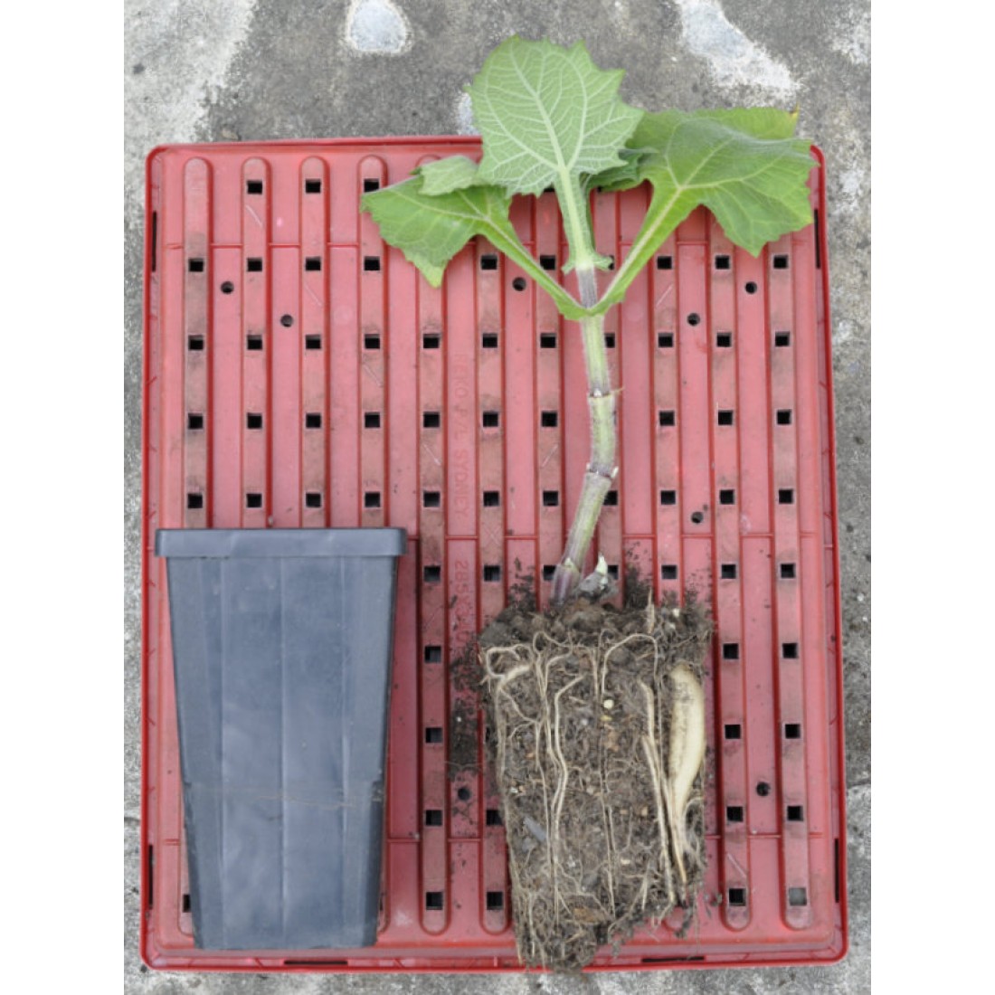 Ground Appole Yacon (Peruvian Ground Apple) (Smallanthus sonchifolius) as Propagation ...