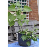 Yacon (Peruvian Ground Apple)  and Hawaiian Sunshine Sweet Potato  (POTTED)
