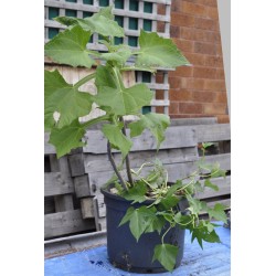 Yacon (Peruvian Ground Apple)  and Hawaiian Sunshine Sweet Potato  (POTTED)