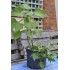 Yacon (Peruvian Ground Apple)  and Hawaiian Sunshine Sweet Potato  (POTTED)
