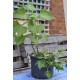 Yacon (Peruvian Ground Apple) and Hawaiian Sunshine Sweet Potato (POTTED) Yacon (Peruvian Ground Apple) and Hawaiian Sunshine Sweet Potato (POTTED)