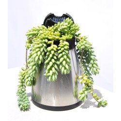 Novelty Plant 'Bubble Tea 2' (Sedum morganianum Donkey Tail/Burro's Tail)