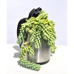 Novelty Plant 'Bubble Tea 2' (Sedum morganianum Donkey Tail/Burro's Tail)