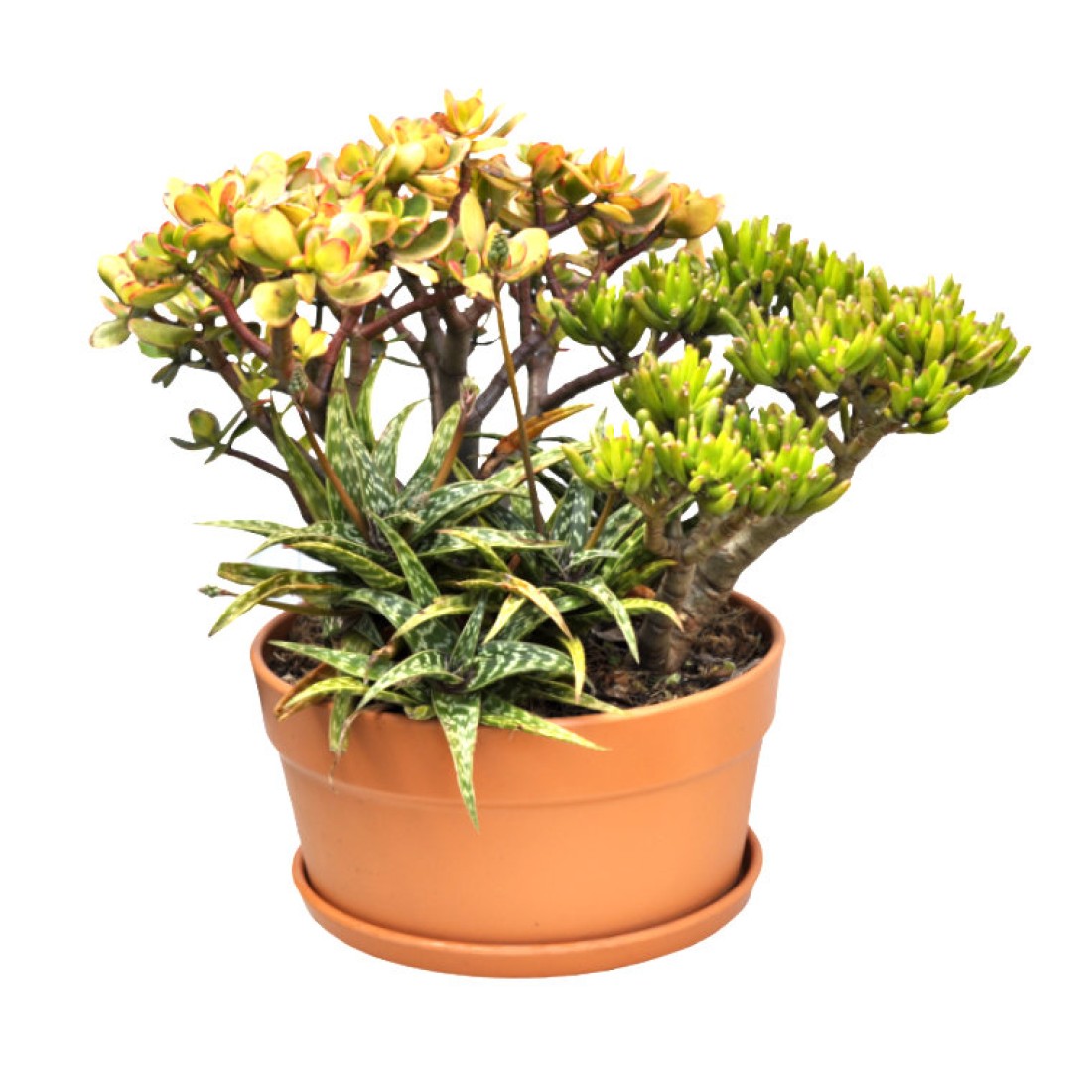 Mini Succulent Garden in 300 mm Cottage Squat Pot