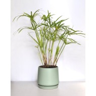 Miniature Umbrella Papyrus (Cyperus alternifolius subsp. alternifolius) in Matte "Sea Foam" Ceramic Pot