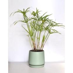 Miniature Umbrella Papyrus (Cyperus alternifolius subsp. alternifolius) in Matte "Sea Foam" Ceramic Pot