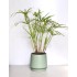 Miniature Umbrella Papyrus (Cyperus alternifolius subsp. alternifolius) in Matte "Sea Foam" Ceramic Pot