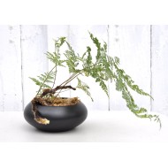 Rabbits Foot Fern (Davallia sp.) in Matte Black Ceramic Pot With Selaginella kraussiana