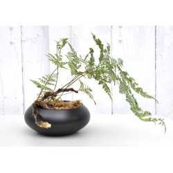 Rabbits Foot Fern (Davallia sp.) in Matte Black Ceramic Pot with Selaginella kraussiana