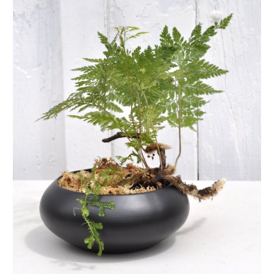 Rabbits Foot Fern (Davallia sp.) as Propagation Material