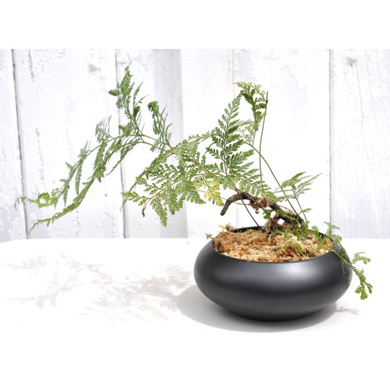 Rabbits Foot Fern (Davallia sp.) in Matte Black Ceramic Pot With Selaginella kraussiana