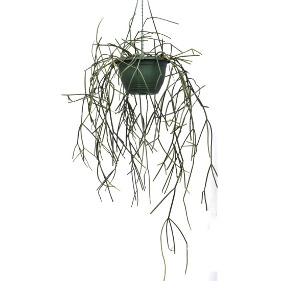 Four-Pack of 200 mm Diameter Green Hanging Baskets With 350 mm Clasp Hangers