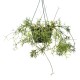 Four-Pack of 200 mm Diameter Green Hanging Baskets With 350 mm Clasp Hangers