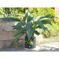 Kaempferia rotunda (Peacock Ginger) in 9 L Air-Pot Container