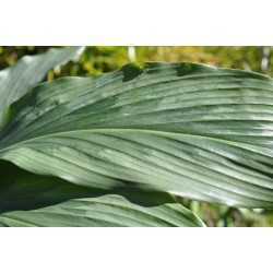 Kaempferia rotunda (Peacock Ginger) in 9 L Air-Pot Container
